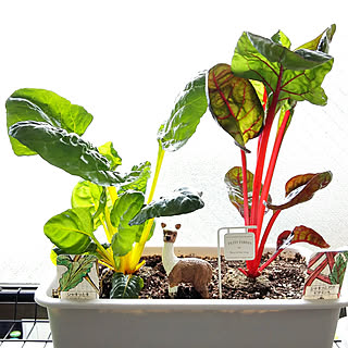 一人暮らし 家庭菜園のインテリア レイアウト実例 Roomclip ルームクリップ 一人暮らし 家庭菜園のインテリア レイアウト実例 Roomclip ルームクリップ