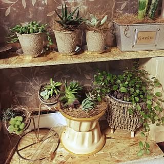 多肉植物/セリア/ナチュラルも男前も好き/男前もナチュラルも好き/NO GREEN NO LIFE...などのインテリア実例 - 2015-05-25 21:23:20
