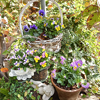 花を育てるのインテリア実例 Roomclip ルームクリップ