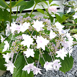 紫陽花 隅田の花火のインテリア実例 Roomclip ルームクリップ