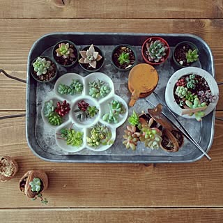 机/多肉植物/多肉のお手入れ/グリーンのある暮らし/ブログやってます(*Ü*)...などのインテリア実例 - 2016-03-16 16:45:02