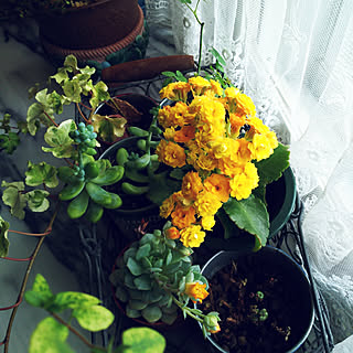 棚/花のある暮らし/連休満喫中/いいね!ありがとうございます♪/フォローすごく嬉しいです♡...などのインテリア実例 - 2019-03-24 15:02:12