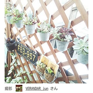 RoomClip mag/多肉/多肉植物/ベランダガーデニング/ベランダガーデン...などのインテリア実例 - 2016-07-11 08:59:17