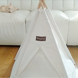 壁/天井/ベストいいね賞/♥受賞♥/Amazon/子猫と暮らす...などのインテリア実例 - 2019-10-21 19:04:43