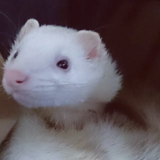 いたちのインテリア実例 Roomclip ルームクリップ