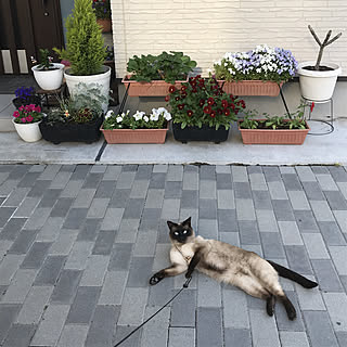 プランター 一戸建てのおしゃれなアレンジ 飾り方のインテリア実例 Roomclip ルームクリップ