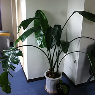 観葉植物のインテリア実例 - 2012-04-16 15:25:47