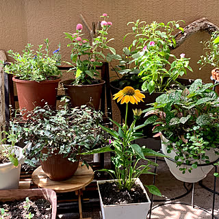 ブライダルベール ガーデニング初心者のインテリア実例 Roomclip ルームクリップ