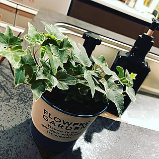 LIXIL/100均/ダイソー/観葉植物/キッチンのインテリア実例 - 2020-02-24 22:31:33