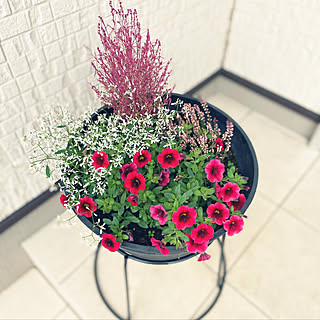 寄せ植え コキアのインテリア実例 Roomclip ルームクリップ 寄せ植え コキアのインテリア実例 Roomclip ルームクリップ