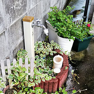 コンクリートのお庭 植物のある暮らしのインテリア実例 Roomclip ルームクリップ