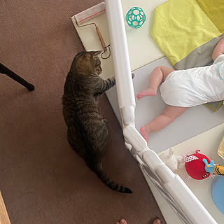 猫 生後5ヶ月のインテリア実例 Roomclip ルームクリップ