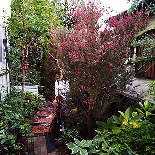 ガーデニング ギョリュウバイのおしゃれなインテリア 部屋 家具の実例 Roomclip ルームクリップ ガーデニング ギョリュウバイのおしゃれなインテリア 部屋 家具の実例 Roomclip ルームクリップ