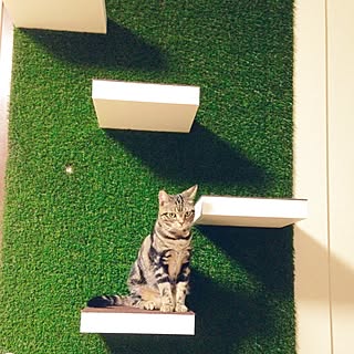 人工芝 猫のいる日常のインテリア実例 Roomclip ルームクリップ 人工芝 猫のいる日常のインテリア実例 Roomclip ルームクリップ