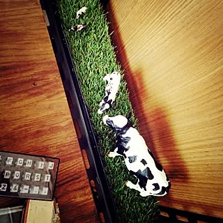 机/動物/趣味やコレクションのインテリア/牛さん/動物モチーフな置物もしくはオブジェのインテリア実例 - 2013-08-27 03:10:14