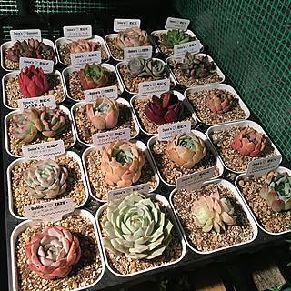 棚/17.12.17/GREEN LIFE/温室/観葉植物...などのインテリア実例 - 2017-12-18 09:30:01