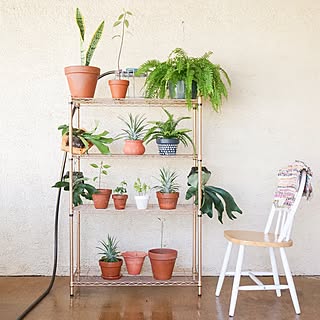 植物 パイナップル栽培のインテリア実例 Roomclip ルームクリップ 植物 パイナップル栽培のインテリア実例 Roomclip ルームクリップ