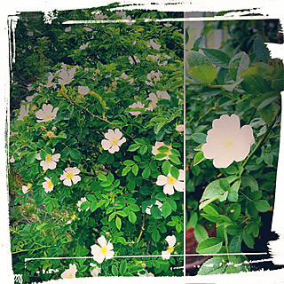 部屋全体/いいね!ありがとうございます♪/フォローすごく嬉しいです♡/野バラ/薔薇の季節...などのインテリア実例 - 2019-06-13 19:45:30
