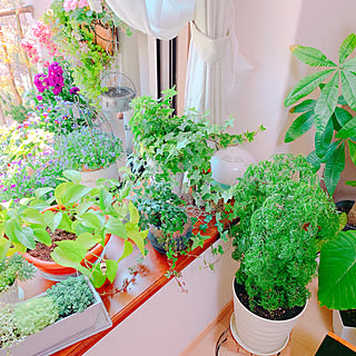 観葉植物の生産直販 幸せの花急便のおすすめ家具 インテリアの商品一覧 全40件 Roomclipショッピング