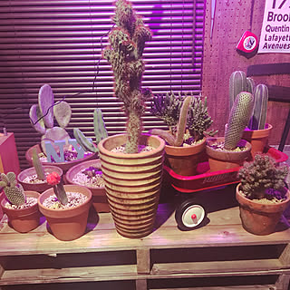 インディアン/DIY/植物/サボテン/NO GREEN NO LIFE...などのインテリア実例 - 2020-02-23 22:25:45