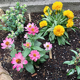 庭 ネームプレートのインテリア実例 Roomclip ルームクリップ