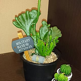 玄関/入り口/いつもいいねやコメありがとうございます♡/みなさんの素敵なインテリアに癒されてます/ワンコと暮らす家/カリフォルニアスタイルに憧れる...などのインテリア実例 - 2016-09-04 20:12:42