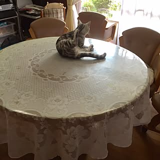 リビング/まるい テーブル/テーブルクロス変えてみました♪/ねこが好き/ペットと暮らす...などのインテリア実例 - 2017-04-28 17:12:17