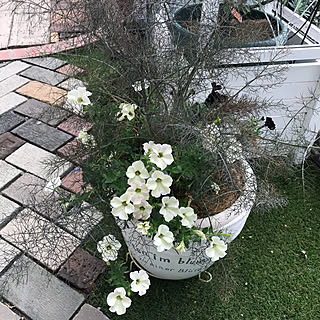 玄関/入り口/ペチュニアモンローウォーク/レンガ敷き/ガーデニング/植木鉢...などのインテリア実例 - 2018-07-15 09:15:39