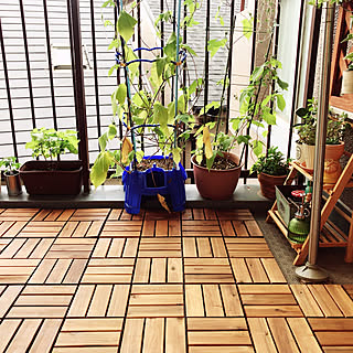 観葉植物 朝顔のインテリア実例 Roomclip ルームクリップ