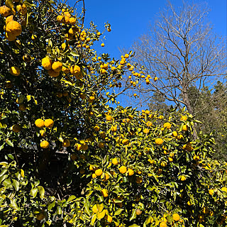 庭 柚子の木のインテリア実例 Roomclip ルームクリップ