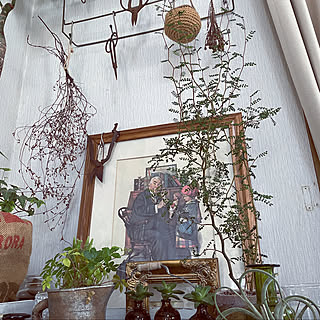 水耕栽培 ソフォラリトルベイビーのインテリア実例 Roomclip ルームクリップ