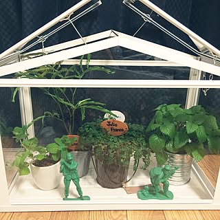 ミニ温室のインテリア実例 Roomclip ルームクリップ