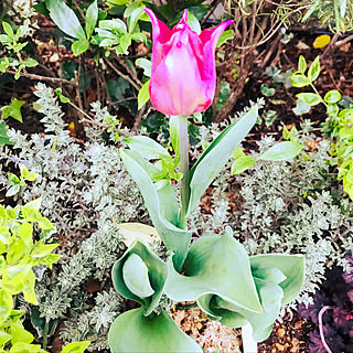 玄関 入り口 芽出し球根のインテリア実例 Roomclip ルームクリップ