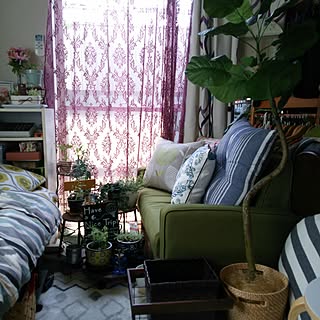 室内ガーデンのインテリア実例 Roomclip ルームクリップ