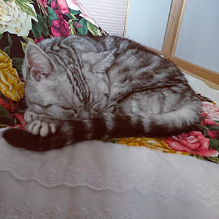 壁/天井/ヴィヴィアン♡/アメリカンショートヘア猫のインテリア実例 - 2018-01-21 11:26:50