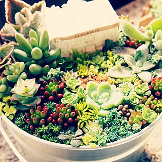 机/IG→ryohrkw/多肉植物/寄せ植え/NO GREEN NO LIFE...などのインテリア実例 - 2015-03-13 13:53:34