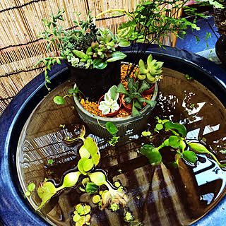 生き物と暮らす/癒しの空間/お気に入り/フォロワーの皆様いつもありがとう/綺麗な一瞬...などのインテリア実例 - 2019-10-14 17:12:22