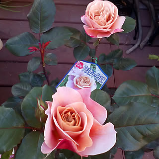 バラ 鉢植えのおしゃれなアレンジ 飾り方のインテリア実例 Roomclip ルームクリップ