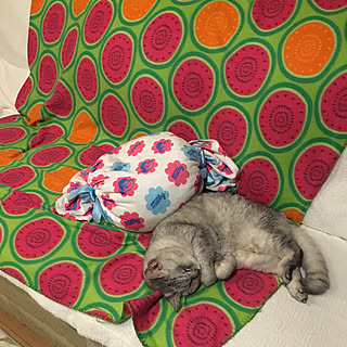 猫にボロボロにされたソファのインテリア実例 ｜ RoomClip（ルーム 