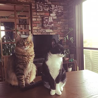 リビング/猫メインになってしまった…/窓枠風パーテーション/レンガシート/ニトリ...などのインテリア実例 - 2017-06-25 09:37:08