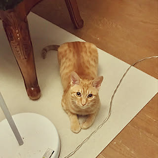 むーたんです!よろしく/マンション暮らし/RCの出会いに感謝♡/猫が好き/築19年です...などのインテリア実例 - 2019-05-09 02:32:19