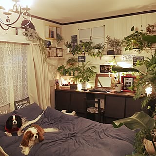 ベッド周り/NO GREEN NO LIFE/観葉植物/フェイクグリーン/板壁DIY...などのインテリア実例 - 2017-02-05 07:21:13
