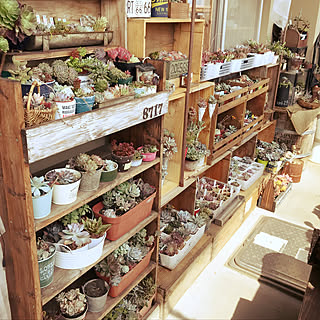 部屋全体/植物/NO GREEN NO LIFE/道産子タニラー/植物に水をあげるところ...などのインテリア実例 - 2018-04-25 00:12:19