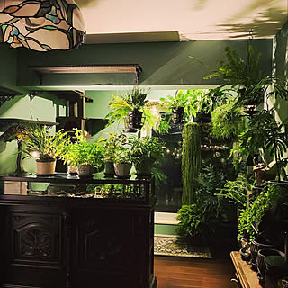 観葉植物 色壁紙のおしゃれなアレンジ 飾り方のインテリア実例 Roomclip ルームクリップ 観葉植物 色壁紙のおしゃれなアレンジ 飾り方のインテリア実例 Roomclip ルームクリップ