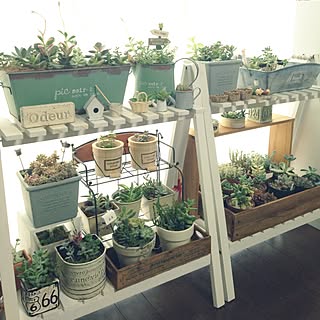 多肉棚のインテリア実例 Roomclip ルームクリップ