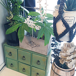 棚/X'mas/NO GREEN NO LIFE/観葉植物/salut!...などのインテリア実例 - 2018-11-23 11:14:08