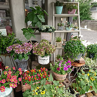 壁/天井/我が家ではありませんm(__)m/お花大好き❁❀✿✾/お花に癒されます♡/お気に入りのお花屋さん❤️...などのインテリア実例 - 2019-06-18 19:52:57