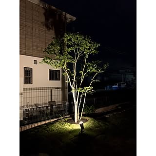 紅葉 イロハモミジのインテリア実例 Roomclip ルームクリップ