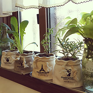 観葉植物 カランコエ フィフィのおしゃれなアレンジ 飾り方のインテリア実例 Roomclip ルームクリップ 観葉植物 カランコエ フィフィのおしゃれなアレンジ 飾り方のインテリア実例 Roomclip ルームクリップ