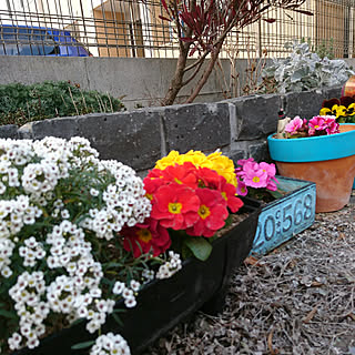 花壇 ジュリアンのインテリア実例 Roomclip ルームクリップ